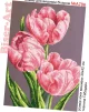 Тюльпани, А786  - 1