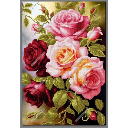 Троянди, А3+К-013