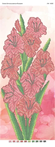 Гладіолуси, ПМ-4026