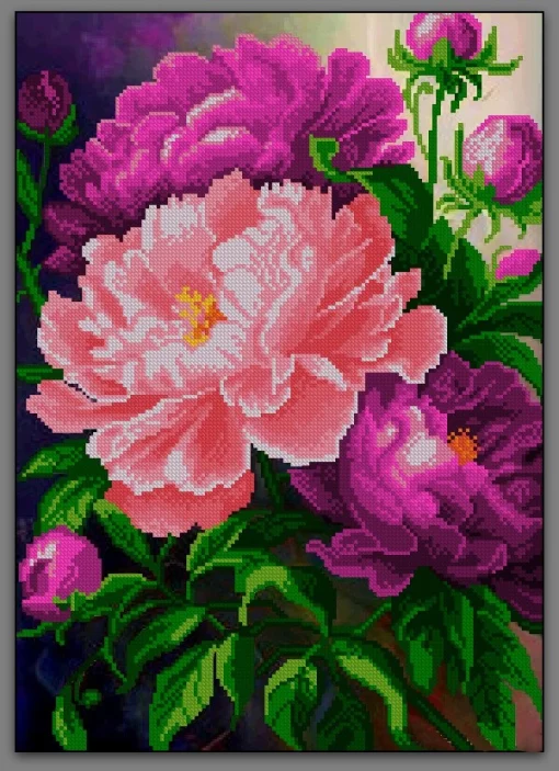 Півонії, А3-К-093